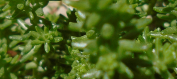 feuillage d'un arbre vert