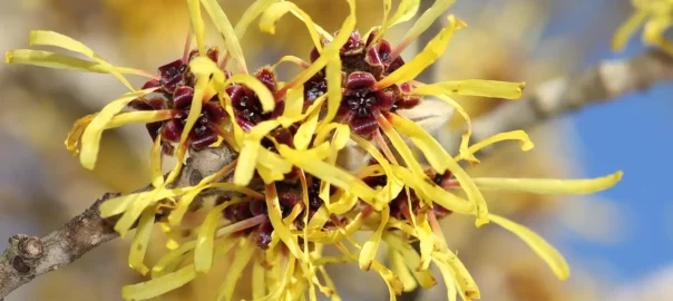 l'hamamélis fleur jaune et rouge bordeaux hivernale sur branche